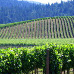 Enjoy wine in Anderson Valley