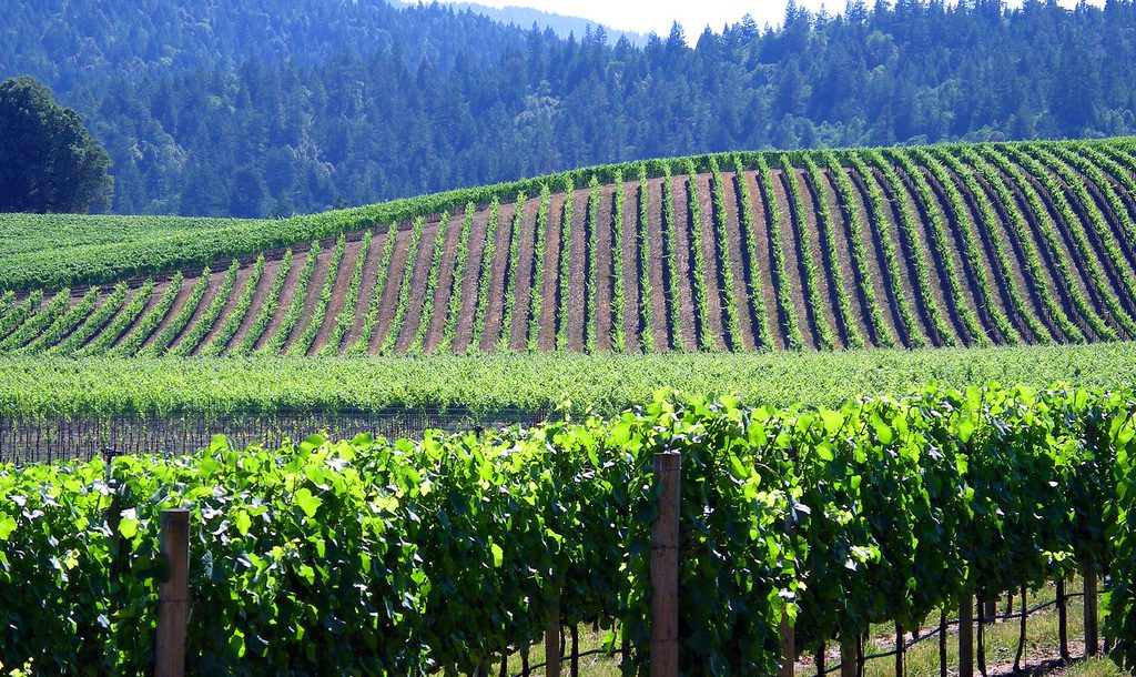 Enjoy wine in Anderson Valley
